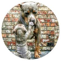 M&R Pet Sanctuary (@mrpetsanctuary) 's Twitter Profile Photo M&R Pet Sanctuary (@mrpetsanctuary) 's Twitter Profile Photo