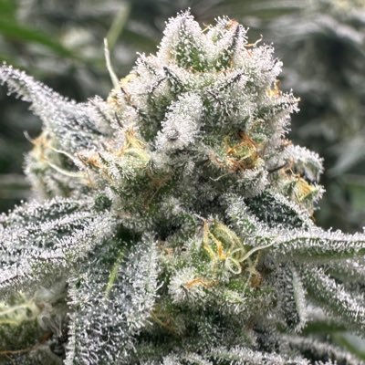Legal & Licensed Class B Commercial grow in Michigan. DNK grows Top Shelf Premium Craft Cannabis #FLWRpot #Mmemberville #michigan