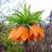 birindar262009's profile image