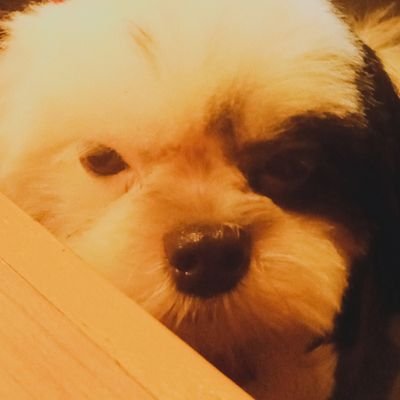 mycas_sie's profile picture. don’t mind me, just random shits of me and myself