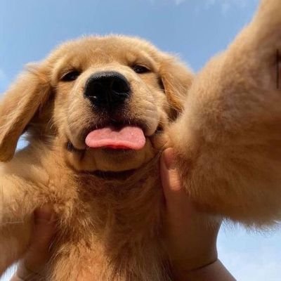 Freeforall1998's profile picture. cuma cogil brengsek