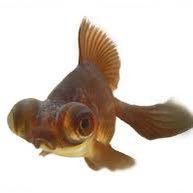 fumaru_1020's profile picture. 