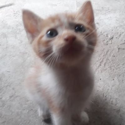 CalypsoMoonSurf's profile picture. 