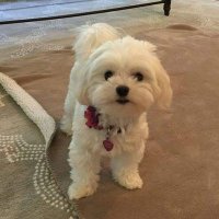 David Gabriel (@davidxxing) 's Twitter Profile