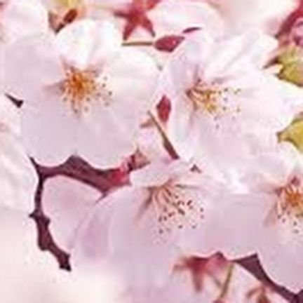 fuwafuwasakuran's profile picture. 東京都内のお散歩とひとりカフェが好き☕