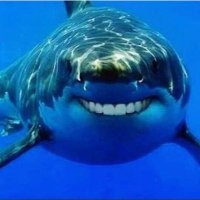 Meme Shark (@memeshark411) 's Twitter Profile