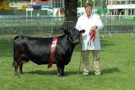 Grass fed Beef