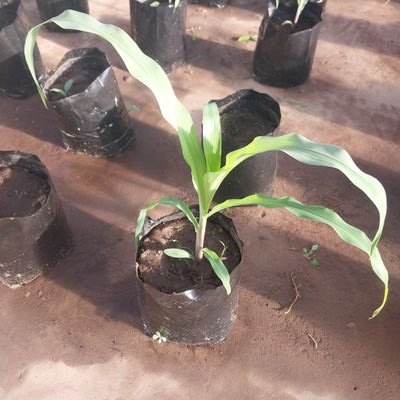 Passionate about farming | Extension officer | Creative and Visionary