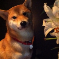 bar black sheep 道玄坂 (@hanatheshibainu) Twitter profile photo