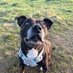 Jo Elmes (@elmesjosie) Twitter profile photo Jo Elmes (@elmesjosie) Twitter profile photo
