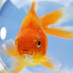 Fish guy (@oogabunga67) Twitter profile photo Fish guy (@oogabunga67) Twitter profile photo