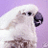 gyhujabulalir's profile image