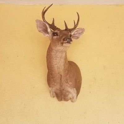 TemascaltepecO's profile picture. 