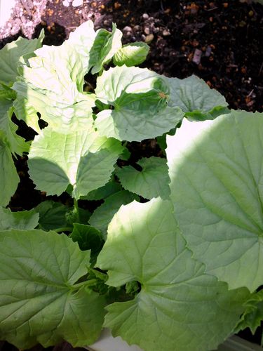 kometoma's profile picture. 今日も夫の訃報は届きませんでした泣　
無言フォロー失礼します。