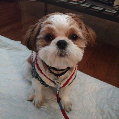 theandrewolsen's profile picture. 