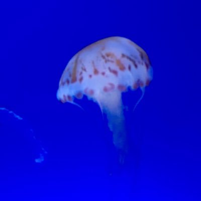 Joekkleung1's profile picture. 