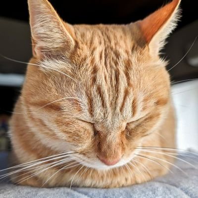 xxd1663's profile picture. 私は X の初心者です...失礼だったら申し訳ありません。💔 美味しいものを食べて元気をもらいたい。💥 魚介類と雲呑が好きです。 私は特に猫が大好きです。✨ 今後ともよろしくお願いいたします😻