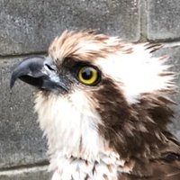 光厳 (@komet_engine3) 's Twitter Profile