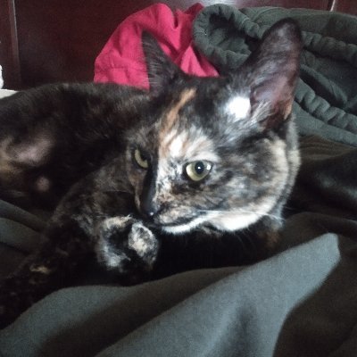 thatloyalfeller's profile picture. 6 feet 8 inches of 23 y/o rock solid moron