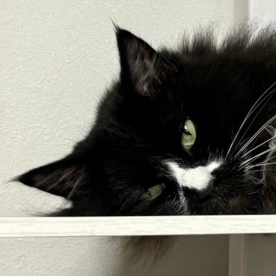 SR4808066441207's profile picture. たった今はリアーキ系のPMやってます。品管強くなりたい。