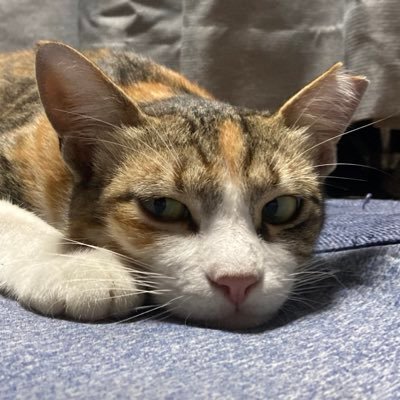 命の重さは動物もみんな一緒🐈🐀😼❗️4匹の保護猫のお世話で日々、奮闘中!キジトラ3匹、茶トラ1匹😁動物虐待は絶対許しません😾無言フォロー申し訳ありません🙏よろしくお願いします! 最近は空き家(楽園)に住みついた、地域猫の様子を日々ツイート❗️個性あふれる子😸ばかり。