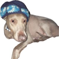 Corinne Hamilton (@vega_theory) 's Twitter Profile