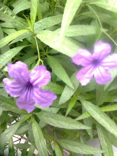 Dubey_Aakanksha's profile picture.