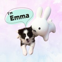 エマ/Emma🐾 (@emma_bc410) 's Twitter Profile