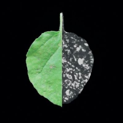 sergiolandeo's profile picture. Biólogo molecular de plantas. Postdoc en @UTAustin