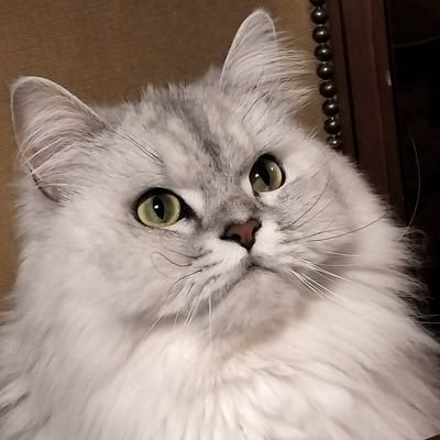 Moarin_crypto's profile picture. 2023年から仮想通貨投資スタート　| ＃BTC  HODLer  | 時々EAでFX  |  ＃SOL  は2025年1月に利確 | 夫に内緒で資産形成します🤫