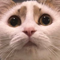 江の島ねこのしらすちゃん&もなかちゃん (@nekoshirasuchan) Twitter profile photo