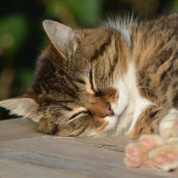 tomo68415's profile picture. 新大 🍜/🎮/🐈 無言フォロー失礼します🙇