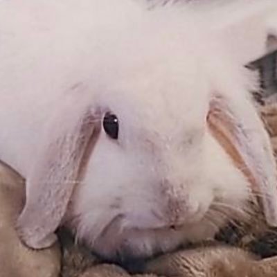 ロップ🐰ミント君❣️ ロップ🐰シナモンちゃん❣️のmamaです😊小動物🐰旅行🏨CHANEL👜心霊オカルト👻カービィ⭐️となりのトトロ🍄パンダドラゴン好きな方と繋がりたいです😉✨