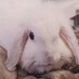 💜👑🐰🐰👑💜兎王うさきんぐ (@r68kyad02w5sqh4) Twitter profile photo 💜👑🐰🐰👑💜兎王うさきんぐ (@r68kyad02w5sqh4) Twitter profile photo