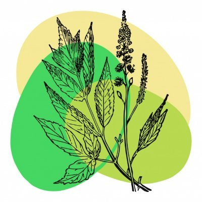 ISO-certified herbal extracts🌿| Echinacea, Yucca, Cistanche, Lion's mane | Scientifically extracted, pure, potent, proven | Nature's power