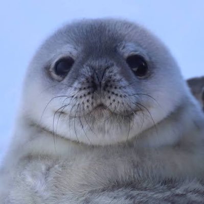 nothernan8's profile picture. I like seals