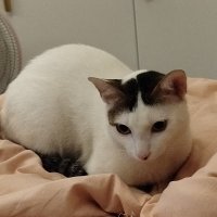 Toiless Cibidi (@tcibidi) 's Twitter Profile