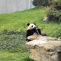 大熊猫 (@bigbearcat1972) 's Twitter Profile