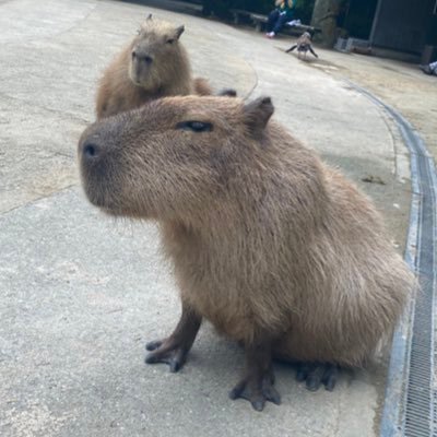 capy2okNJNPy's profile picture. 元ラポールのカピバラ 山吹（アルト↑??）