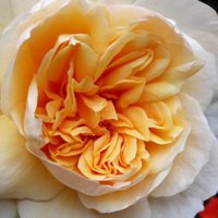 Sherry (@sherry27364915) 's Twitter Profile
