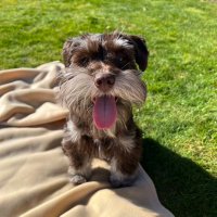 Simplicity (@simplicity) 's Twitter Profile