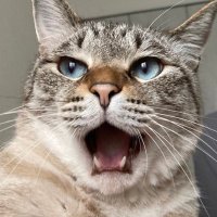 ささや@無気力系クズ人間 (@i_tsubaki) 's Twitter Profile Photo