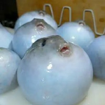 CM21ThePuffer's profile picture. There is only One God. Him Who is Omnipotent and Transcendent, unbound to His Creations. I play #CODM. @CM22TheBlowfish is my 2nd acc.