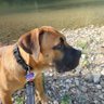 Rempe_Boerboel's profile picture. 