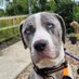 DogsLive (@dogsliveni) Twitter profile photo DogsLive (@dogsliveni) Twitter profile photo