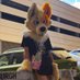 Donutussy (@donut_dogg) Twitter profile photo Donutussy (@donut_dogg) Twitter profile photo