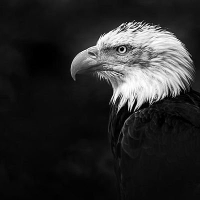 muradol1's profile picture. Yorum yok...