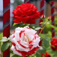 ورد الجوري (@mlh03932807) 's Twitter Profile
