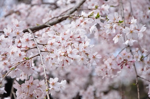 An online bonsai nursery offering all you'll ever need including our world of bonsai as we see it.