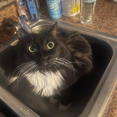 wedonotownacat's profile picture. This account is run by cats 🐈‍⬛🖤
•Call me Cat Butler• 

•Find us on #TikTok and #instagram

•Featured on The Kelly Clarkson Show, Newsweek, The Dodo, Epoch Ti